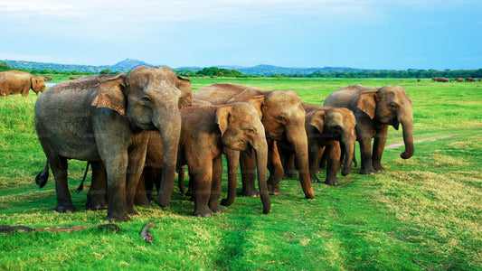 Private Safari im Minneriya-Nationalpark ab Dambulla