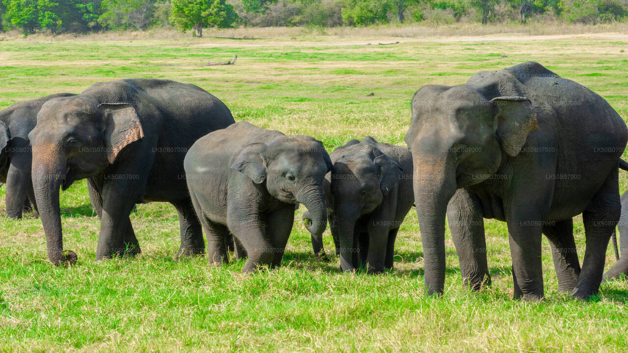 Private Safari im Minneriya-Nationalpark ab Polonnaruwa