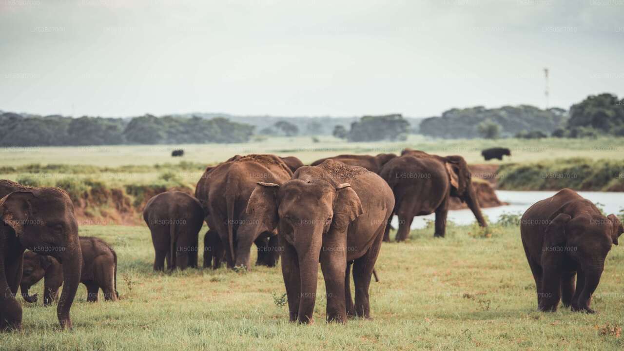 Private Safari im Minneriya-Nationalpark ab Polonnaruwa