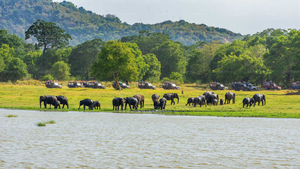 Private Safari im Minneriya-Nationalpark ab Polonnaruwa