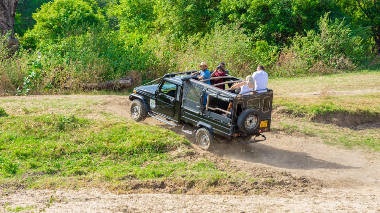 Private Safari im Minneriya-Nationalpark ab Polonnaruwa