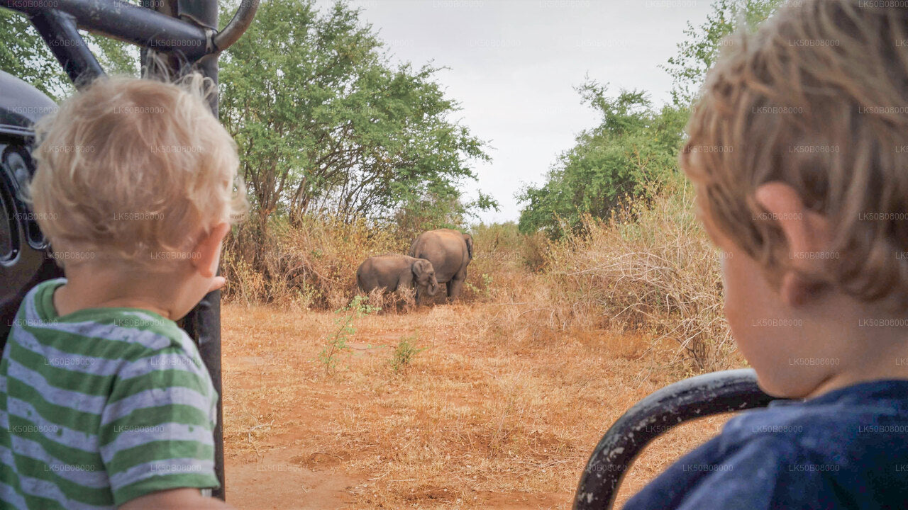 Private Safari von Minneriya aus: The Great Elephant Gathering