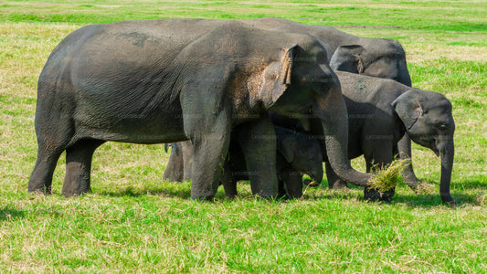 Private Safari von Minneriya aus: The Great Elephant Gathering