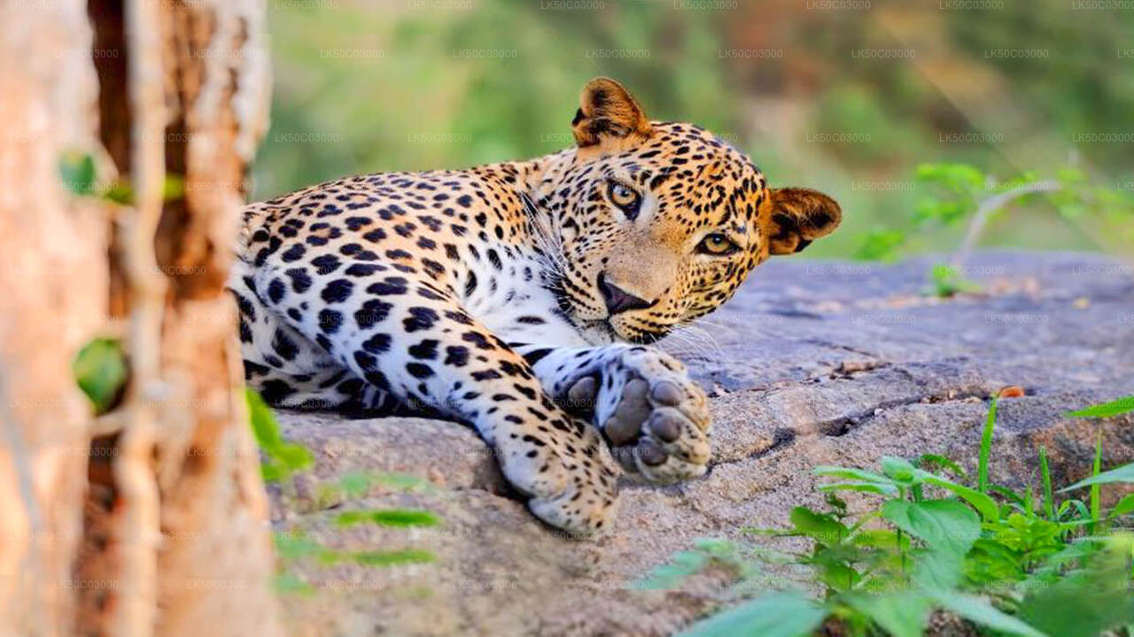 Leopardensafari im Yala-Nationalpark