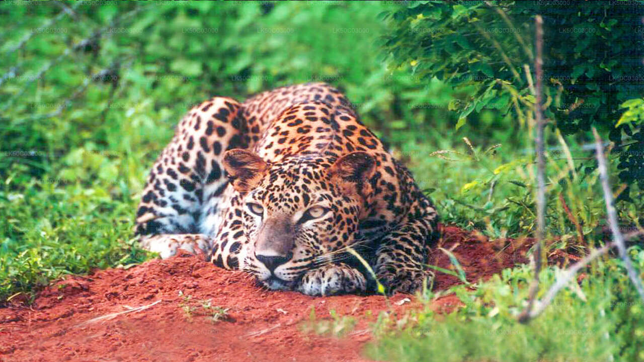 Leopardensafari im Yala-Nationalpark