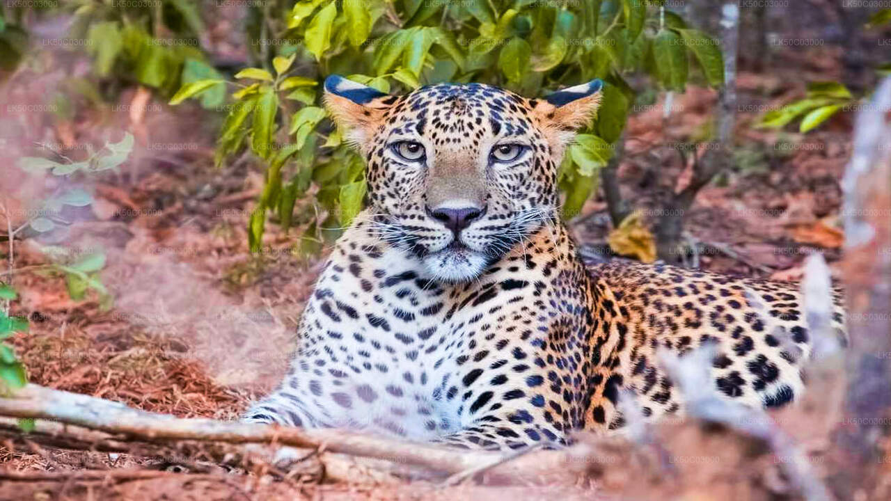 Leopardensafari im Yala-Nationalpark