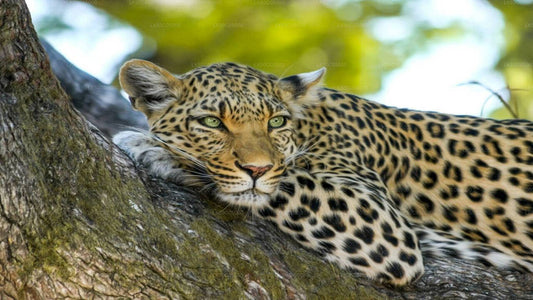 Safari im Yala-Nationalpark ab Tissamaharama