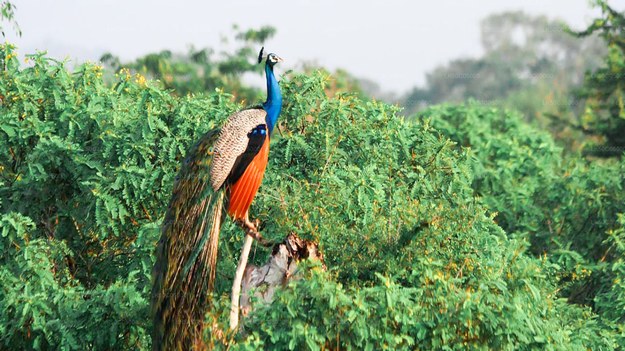 Safari im Yala-Nationalpark ab Tissamaharama