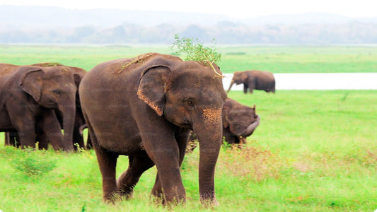 Private Safari im Kaudulla-Nationalpark ab Polonnaruwa