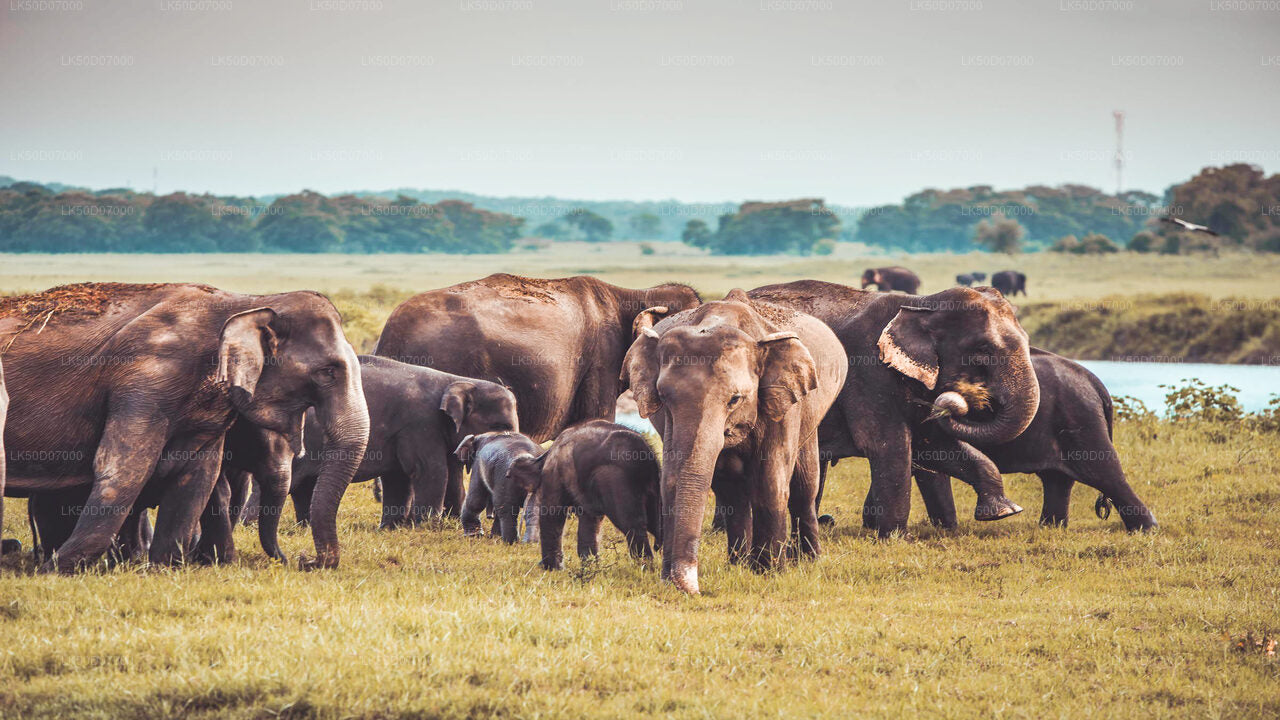 Private Safari im Kaudulla-Nationalpark ab Polonnaruwa