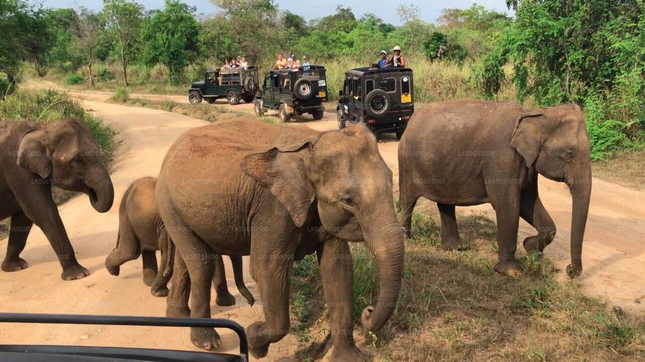 Private Safari im Hurulu Eco Park ab Sigiriya