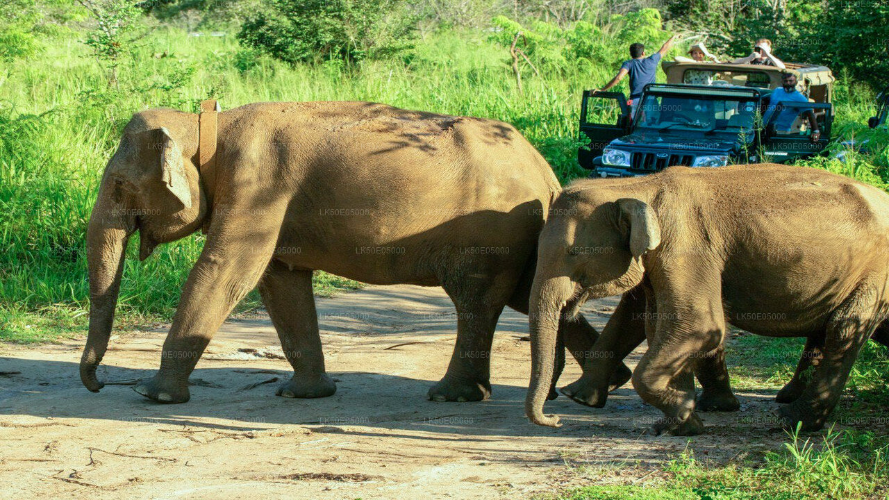 Private Safari im Hurulu Eco Park ab Sigiriya