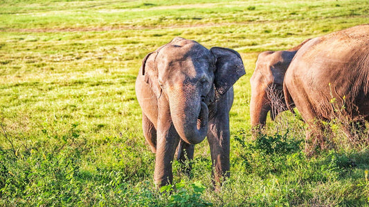 Hurulu Eco Park Safari von Polonnaruwa