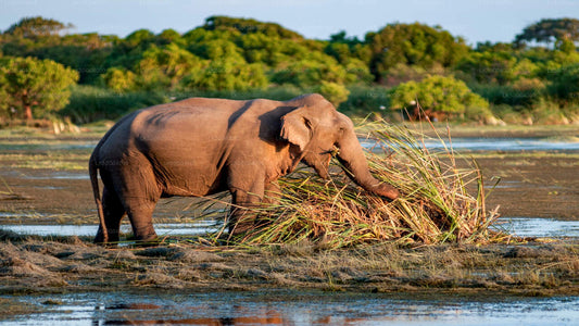 Private Safari im Kumana-Nationalpark ab Pottuvil