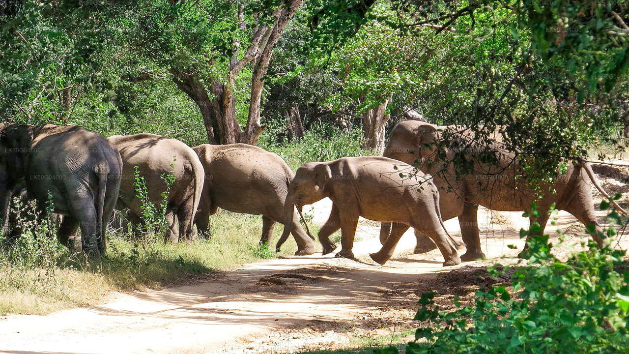 Private Safari im Kumana-Nationalpark ab Pottuvil