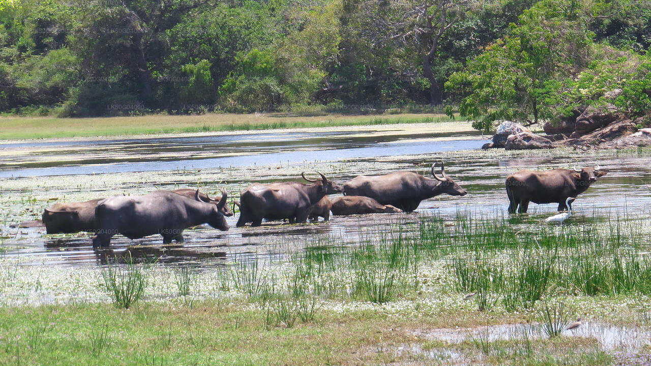 Private Safari im Kumana-Nationalpark ab Pottuvil