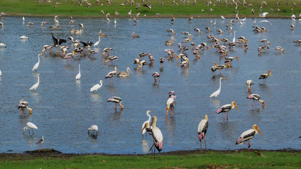 Kumana-Nationalpark-Safari ab Arugam Bay
