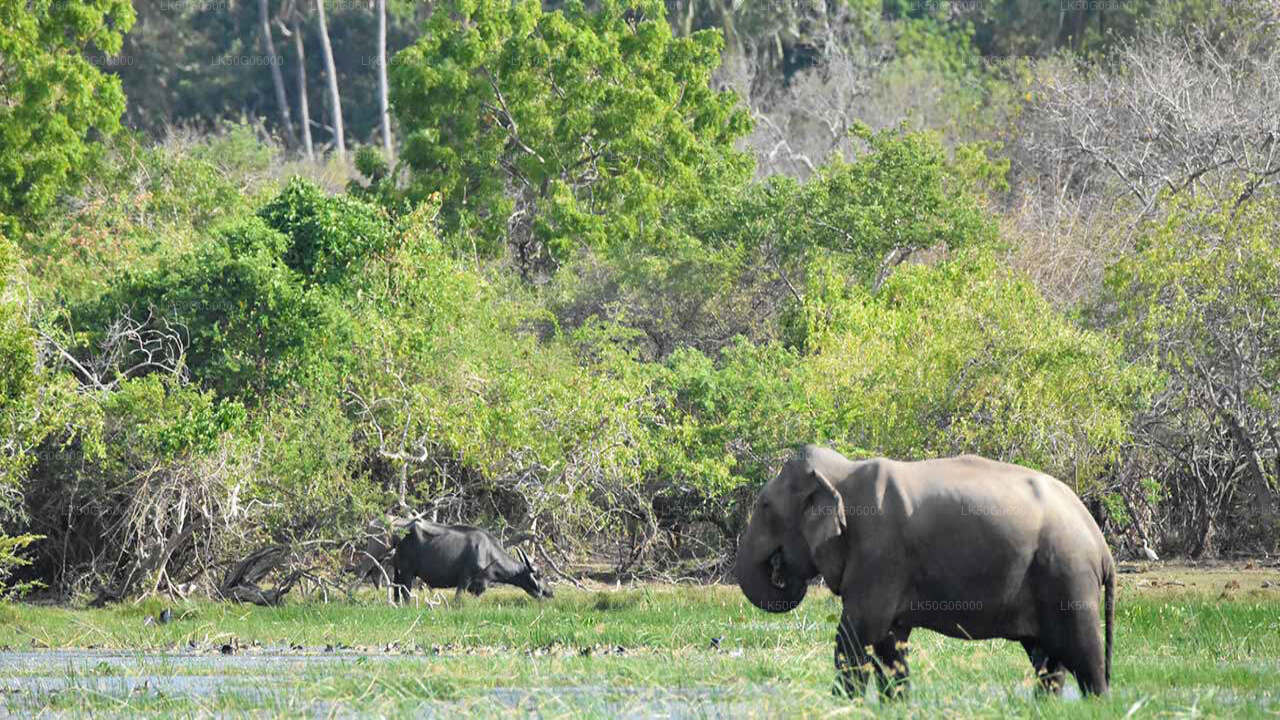 Kumana-Nationalpark-Safari ab Panama