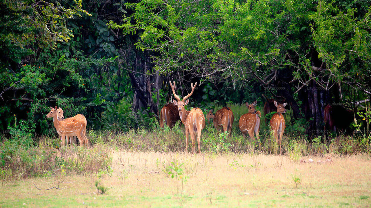 Kumana-Nationalpark-Safari ab Panama