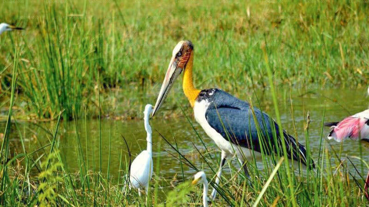 Private Safari im Bundala-Nationalpark