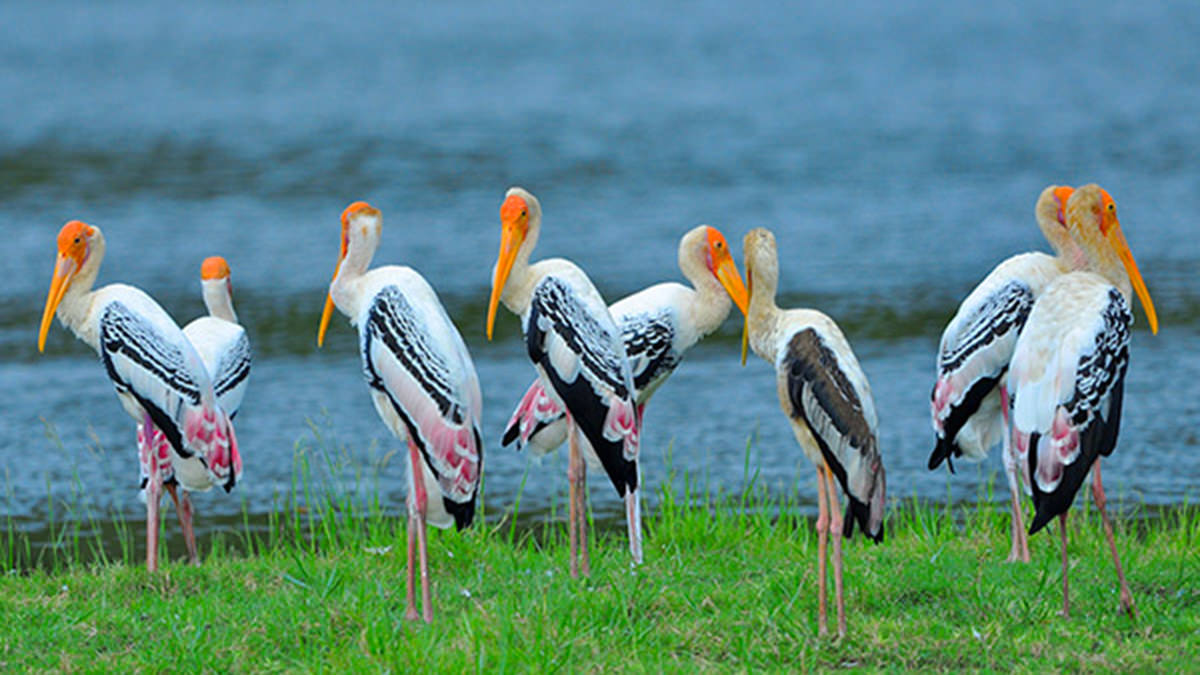 Private Safari im Bundala-Nationalpark