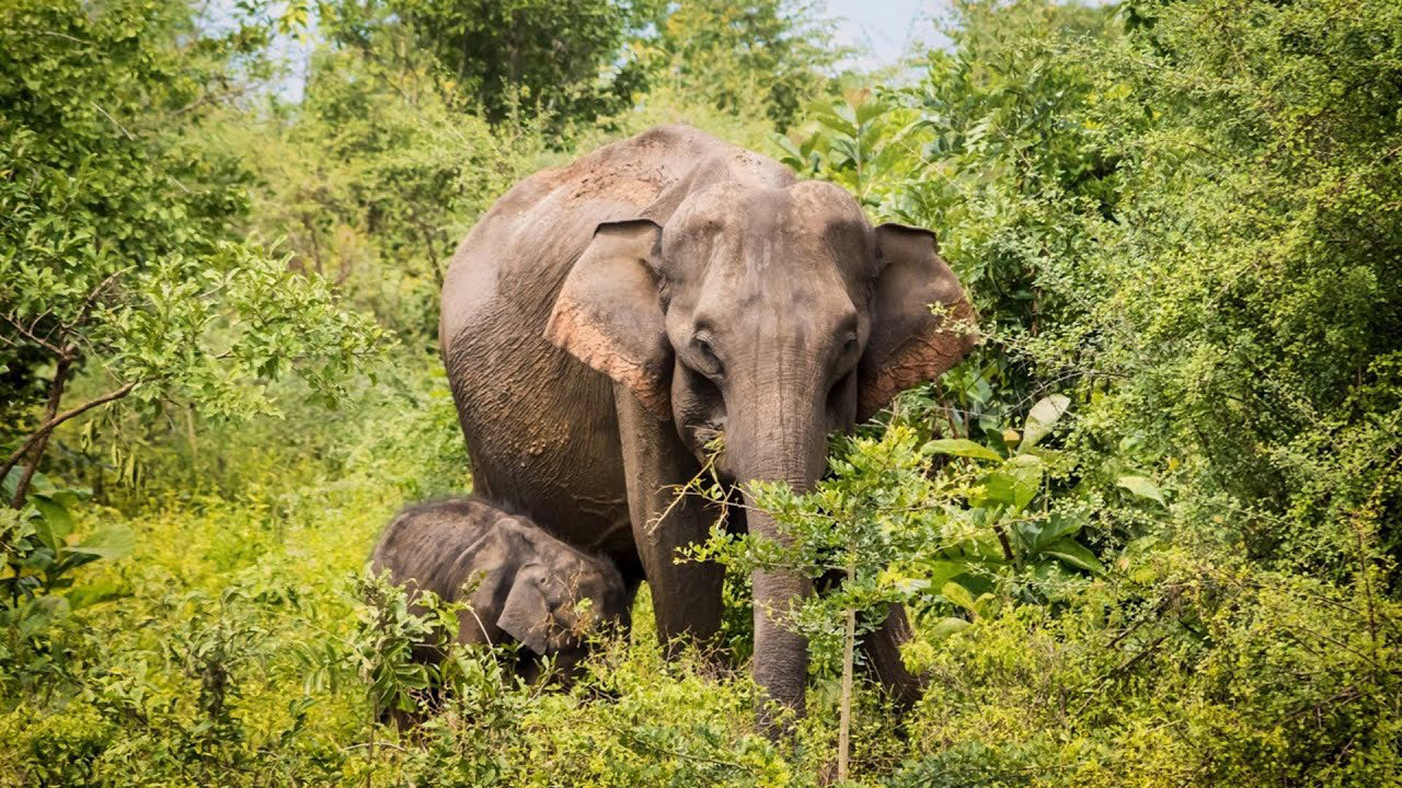 Private Safari im Bundala-Nationalpark