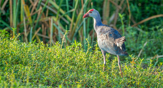 Private Safari im Bundala-Nationalpark mit Naturforscher
