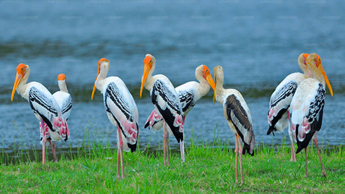 Private Safari im Bundala-Nationalpark mit Naturforscher