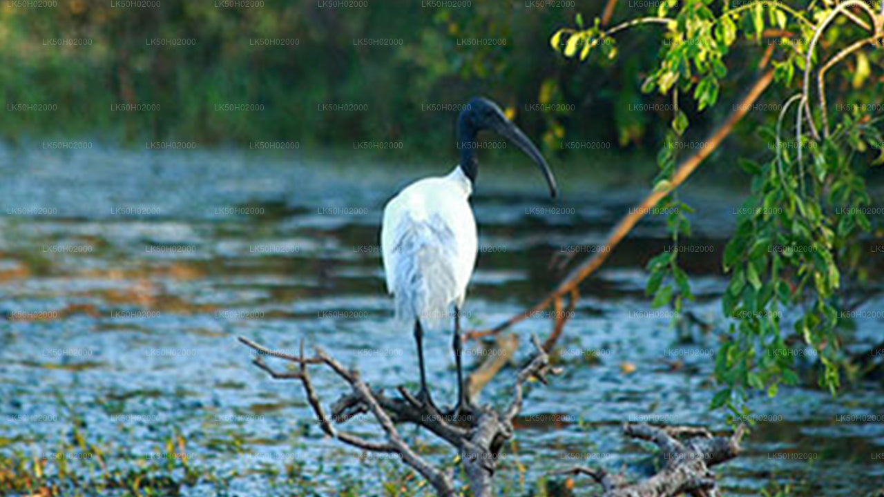 Private Safari im Bundala-Nationalpark mit Naturforscher