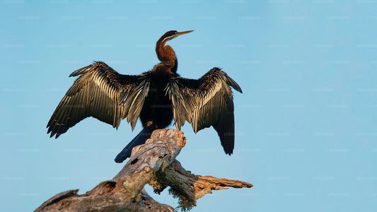 Vogelbeobachtungssafari im Bundala-Nationalpark von Tissamaharama aus
