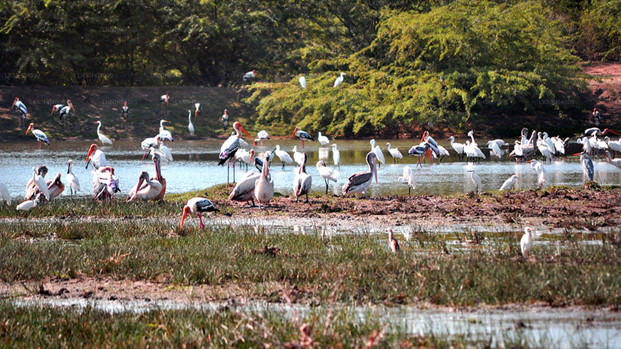 Vogelbeobachtungssafari im Bundala-Nationalpark von Tissamaharama aus