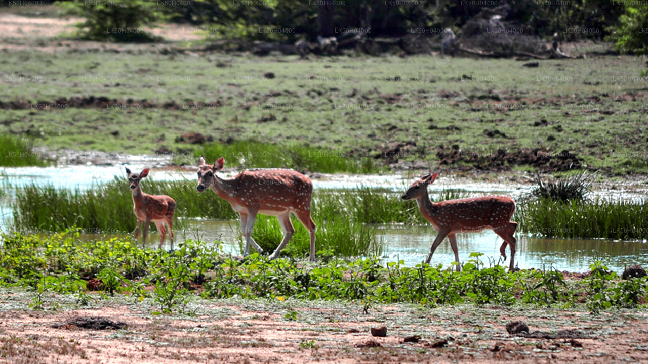 Vogelbeobachtungssafari im Bundala-Nationalpark von Tissamaharama aus