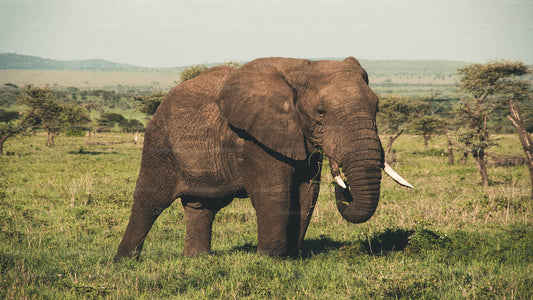 Wasgamuwa-Nationalpark Private Safari