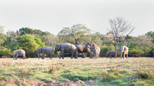 Lahugala-Kitulana-Nationalpark-Safari mit Naturforscher