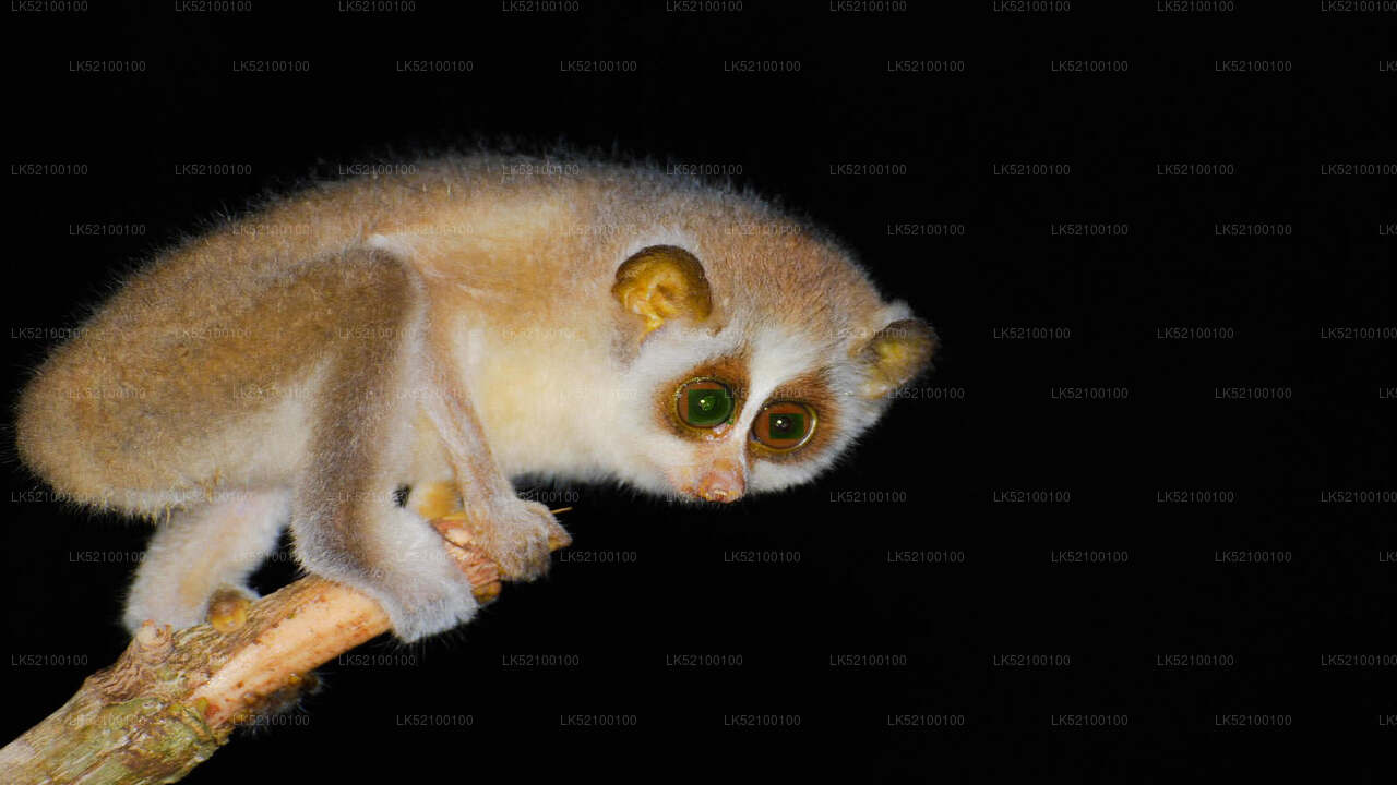 Loris schaut aus Kitulgala zu