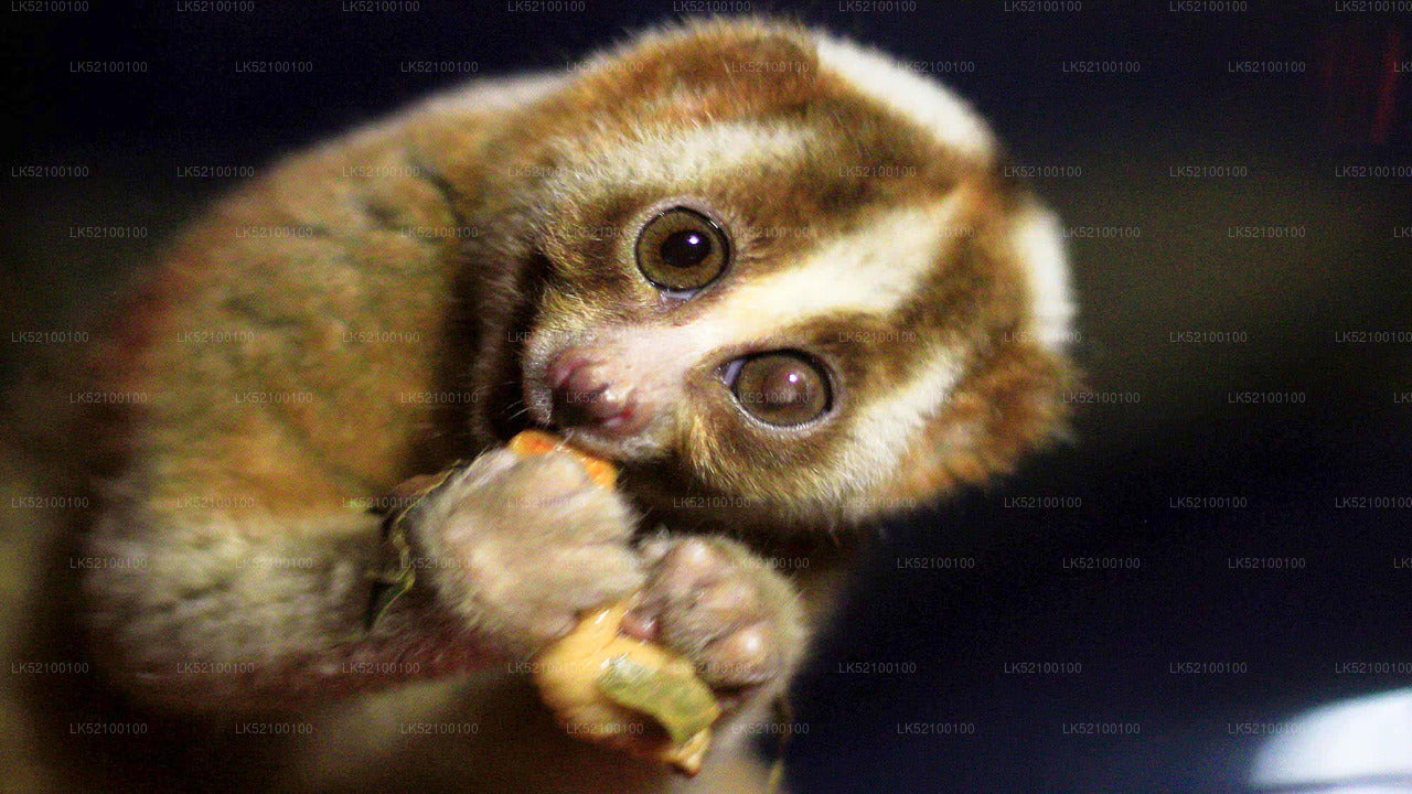 Loris schaut aus Kitulgala zu