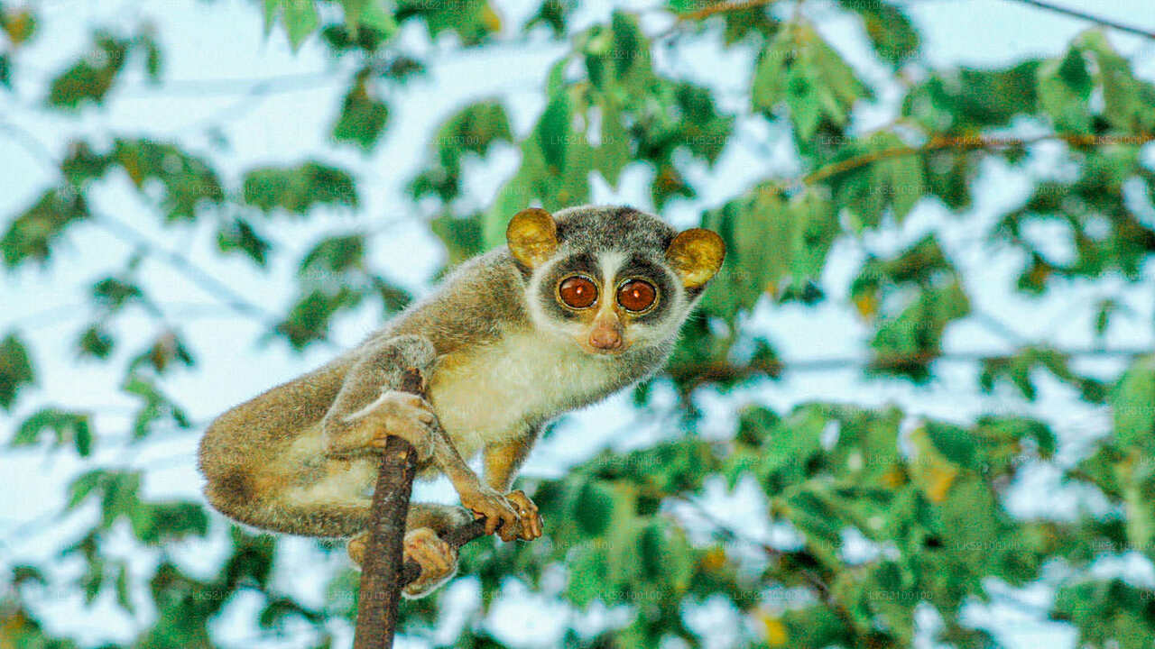 Loris schaut aus Kitulgala zu