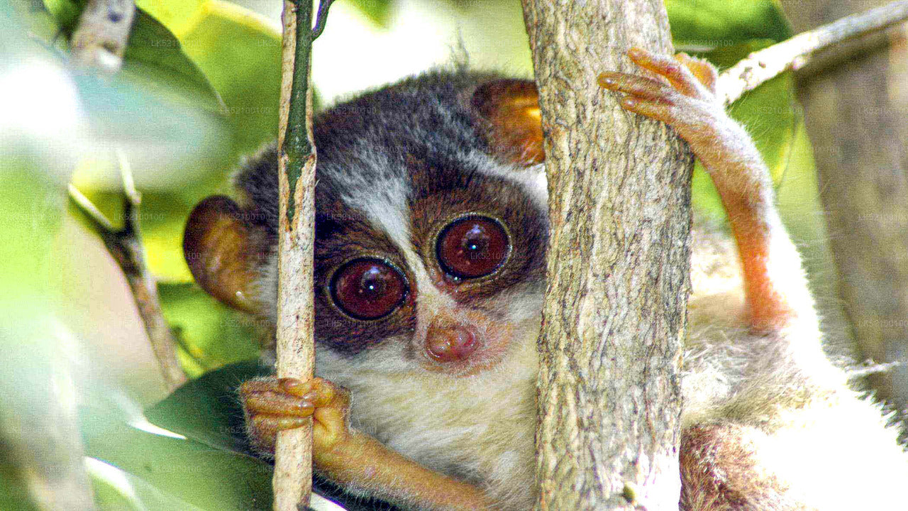 Loris schaut aus Kitulgala zu