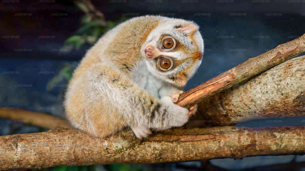 Loris schaut aus Kitulgala zu
