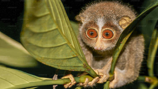 Loris Watching von Sigiriya aus