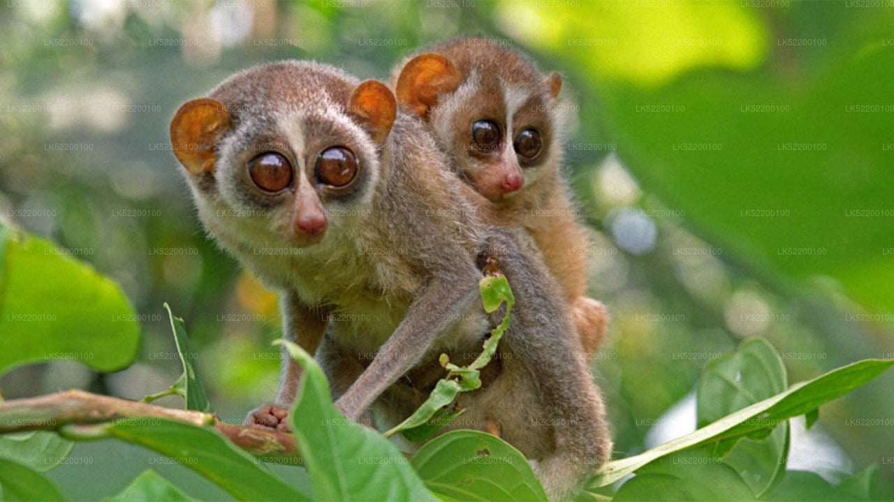 Loris Watching von Sigiriya aus
