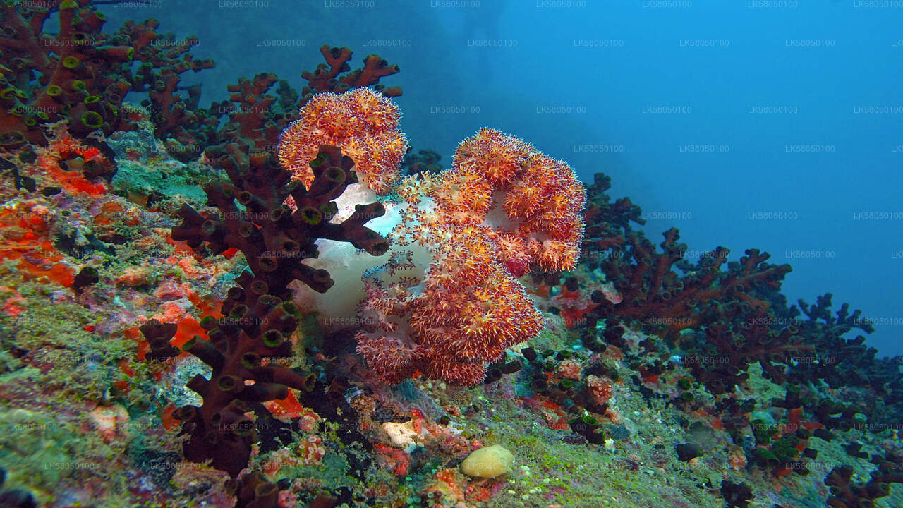 Schnorcheln von Negombo aus