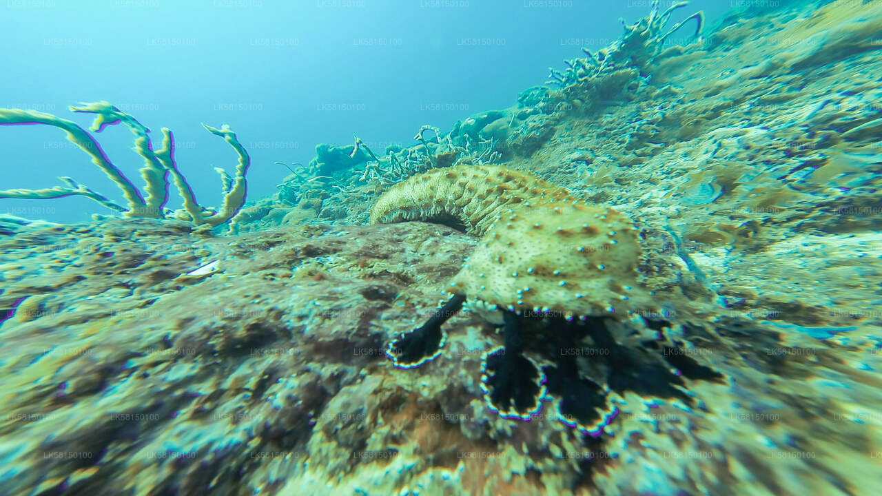 Schnorcheln im Talawila St. Anne's Reef von Kalpitiya aus