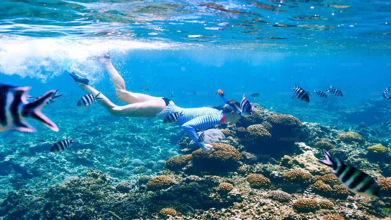 Schnorcheln auf Coral Island von Trincomalee aus