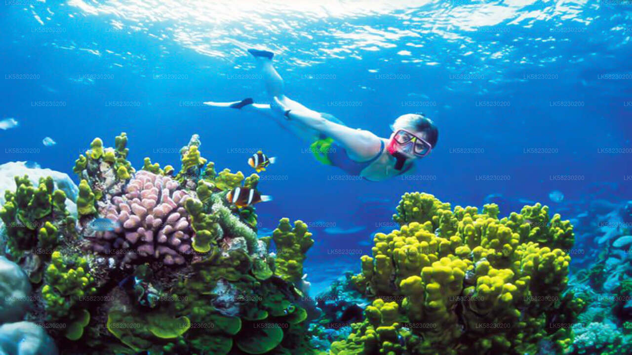 Schnorcheln auf Coral Island von Trincomalee aus