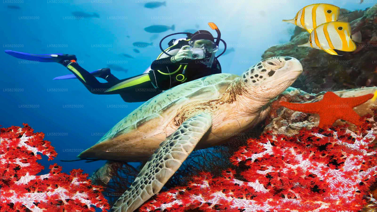 Schnorcheln auf Coral Island von Trincomalee aus