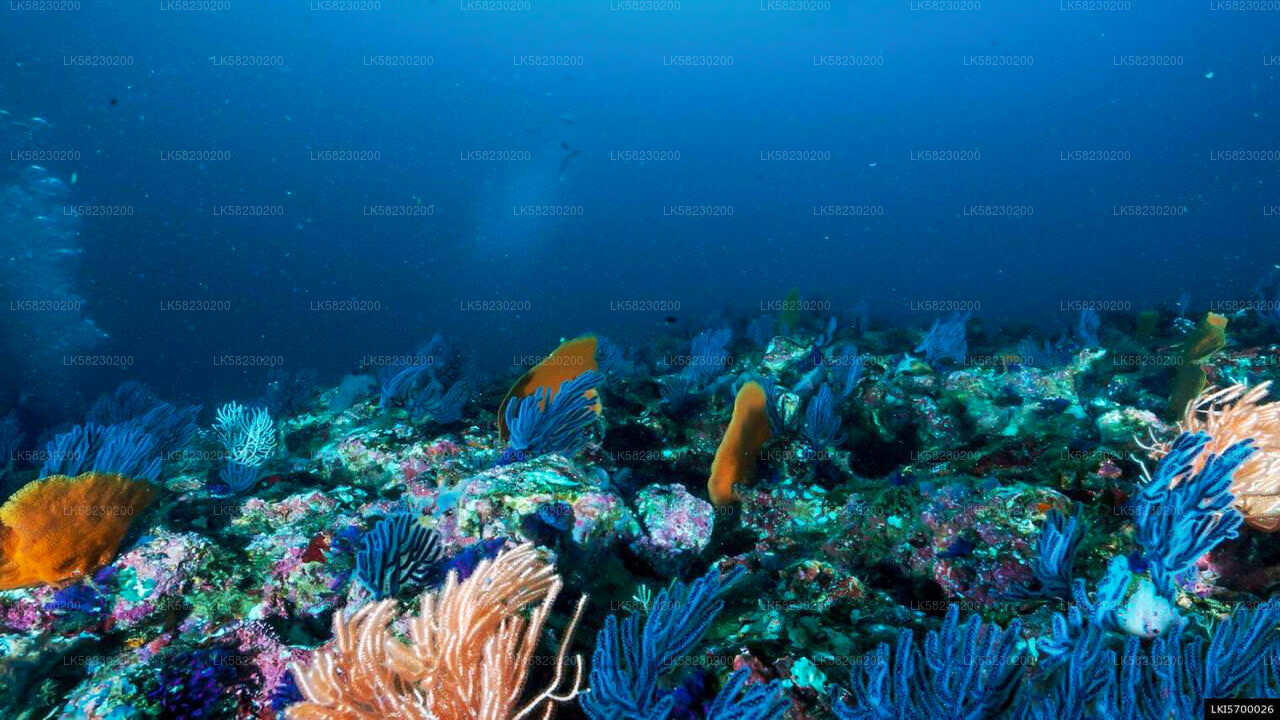 Schnorcheln auf Coral Island von Trincomalee aus