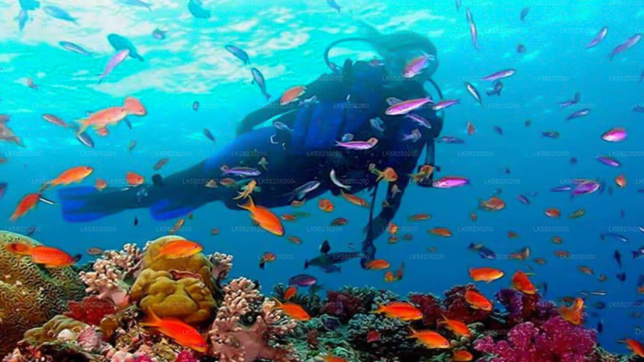 Schnorcheln auf Coral Island von Trincomalee aus