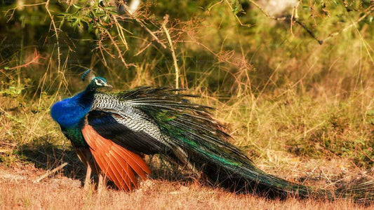 Bundala-Nationalpark-Safari ab Ahangama