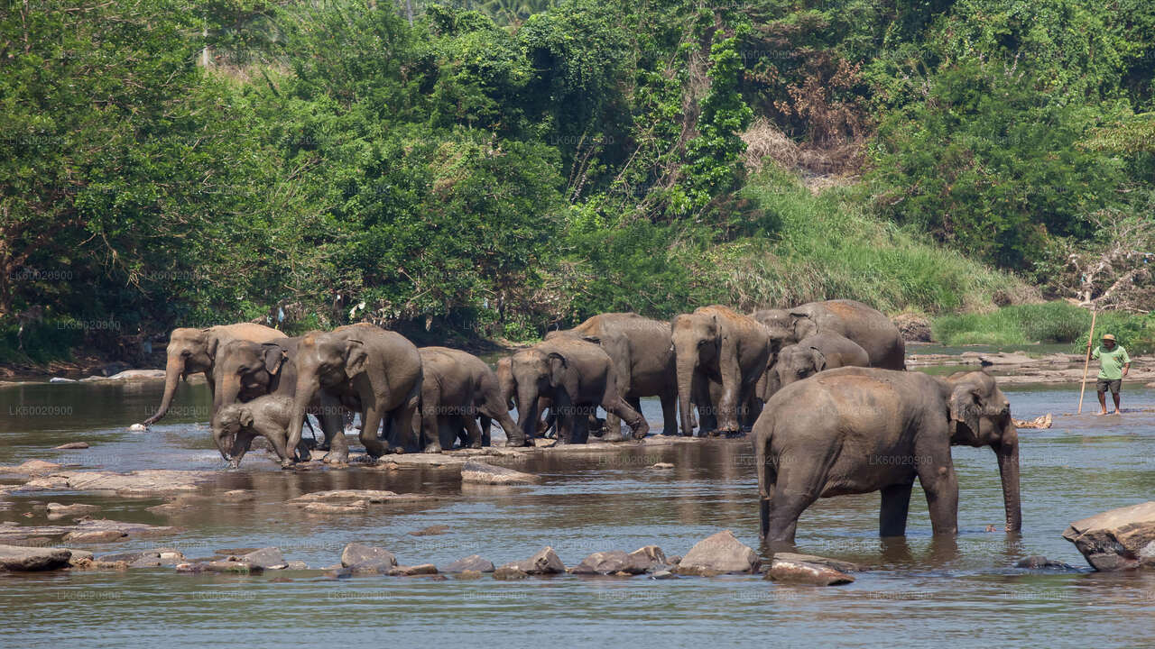 Bundala-Nationalpark-Safari ab Ahungalla